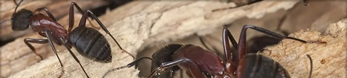 Close-up of ants on wood showing an active ant infestation in Kansas City, KS