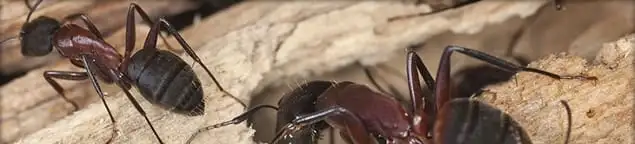 Close-up of ants on wood showing an active ant infestation in Kansas City, KS