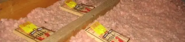 Mouse traps placed in an attic for rodent control in Kansas City, KS