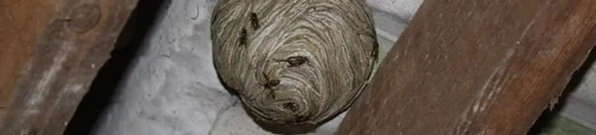 Wasp nest in an attic space, a common home infestation risk in Kansas City, KS