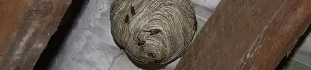 Wasp nest in an attic space, a common home infestation risk in Kansas City, KS