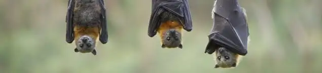 Bats roosting together, a common sign of a bat infestation in Kansas City, KS