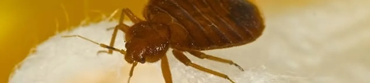 Close-up of a bed bug, a sign of an active infestation in Kansas City, KS