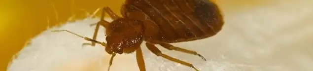 Close-up of a bed bug, a sign of an active infestation in Kansas City, KS
