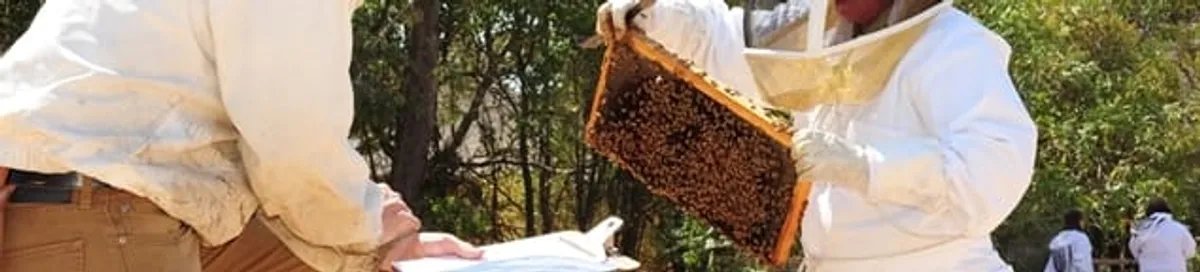 Bee removal specialists relocating a hive and honeycomb safely in Kansas City, KS