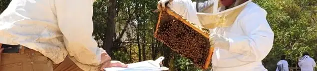 Bee removal specialists relocating a hive and honeycomb safely in Kansas City, KS