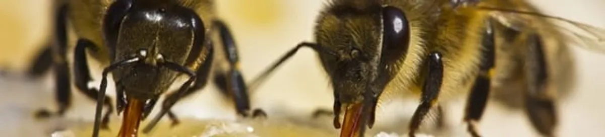 Close-up of honey bees, a sign of a nearby hive in Kansas City, KS