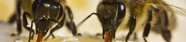Close-up of honey bees, a sign of a nearby hive in Kansas City, KS