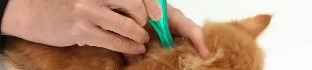 Flea treatment for pets using a flea comb, a sign of flea problems in Kansas City, KS