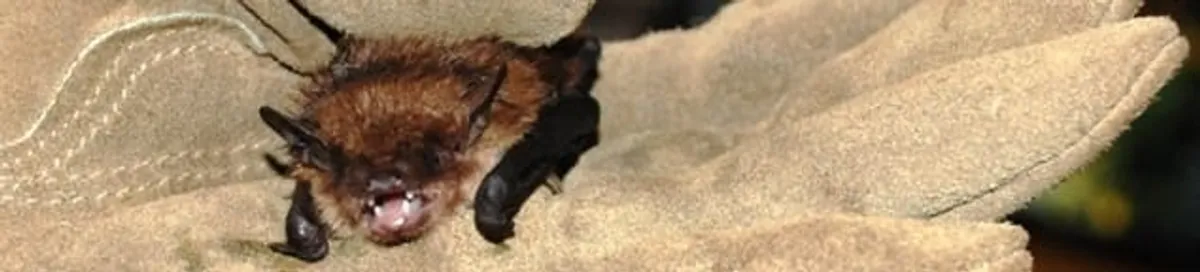 Bat removal specialist holding a bat safely during humane exclusion in Kansas City, KS