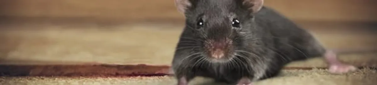 Mouse indoors, a common sign of a rodent infestation in Kansas City, KS