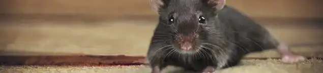 Mouse indoors, a common sign of a rodent infestation in Kansas City, KS