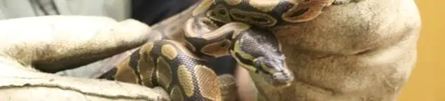 Snake removal specialist safely handling a snake with protective gloves in Kansas City, KS