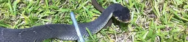 Snake in a yard, a common sign of a snake problem near a home in Kansas City, KS