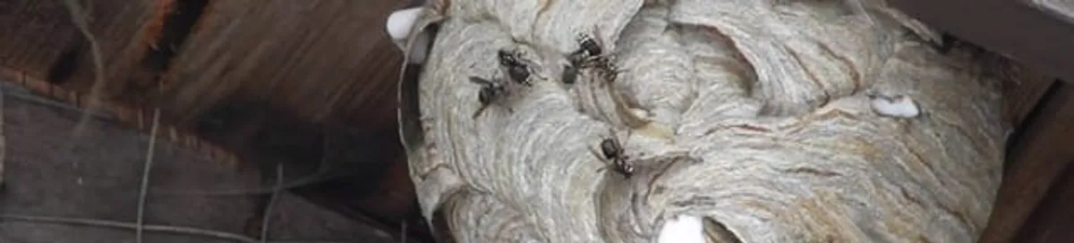 Close-up of a wasp nest with active wasps, a sign of an infestation in Kansas City, KS