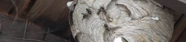Close-up of a wasp nest with active wasps, a sign of an infestation in Kansas City, KS